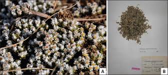 Image result for Helichrysum lineare