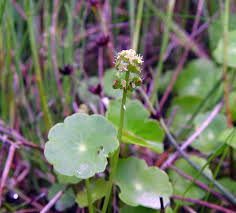 Image result for Hydrocotyle
