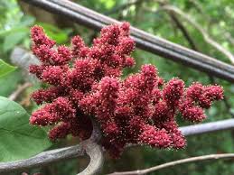 Image result for Ampelocissus