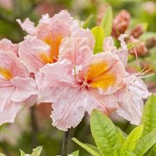 Bitte melden sie sich erneut an. Rhododendron Lut Berryrose Sommergrune Azalee Rosa