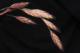 Image result for Bromus catharticus