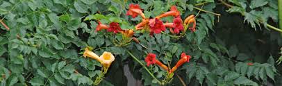 Check spelling or type a new query. Problems Growing Hummingbird Vine Melinda Myers