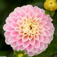Dahlia named black wizard is a photograph by j mccombie which was uploaded on october 22nd, 2011. Dahlia Wizard Of Oz Newlands Garden Centre