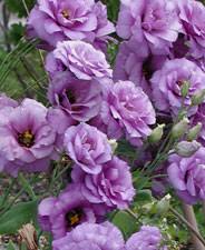 Image result for eustoma lisianthus in garden