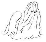 Download and print these adult coloring pages for free. 8 Shih Tzu Coloring Ideas Shih Tzu Coloring Pages Drawings