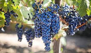 Are Unfruitful Branches Lifted Up? – Escape To Reality