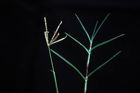 Image result for Cynodon