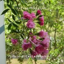 Kết quả hình ảnh cho hình ảnh hoa hồng