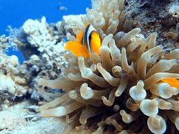 Sharm El Sheikh Diving Guide For Scuba Lovers