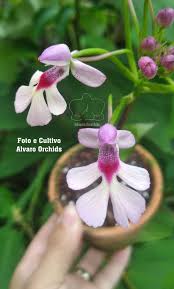 Image result for Cynorkis anisoloba