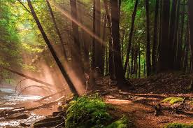 Cook forest state park is a cornucopia of things to do for outdoor enthusiasts of any age. Spring Activities In Near Cook Forest Pa Gateway Lodge