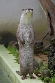 The Return Of Longotter The Daily Otter Cute Wild Animals Otters Otters Cute