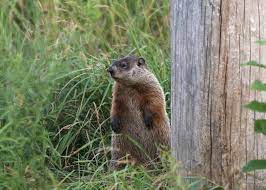 Pin By Scott Regalado On Wildlife In Our Backyard Groundhog Animal Facts Prairie Dog