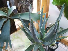 アロエ ディコトマはこの夏生長したのだろうか Aloe 成長速度