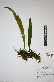 Image result for Elaphoglossum aubertii