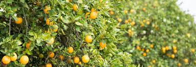 Exploiting the Las and Lam phage for potential control of HLB | Citrus  Research and Development Foundation