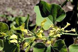 Image result for Aristolochiaceae