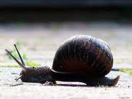 Ver el canal caracol en vivo , ver caracol en vivo, ver caracol tv en vivo gratis. Caracol Definition And Synonyms Of Caracol In The Portuguese Dictionary