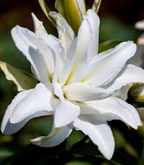 lilium