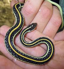 2 Garter Snakes Cheesie Mackcheesie Mack