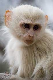 Beautiful Albino Animals Updated Albino Animals Animals Rare Albino Animals