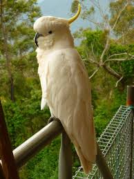 Hello Cocky Australian Cockatoos Australian Parrots Cockatoo Pet Birds