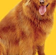 Über 1000 süßigkeiten aus aller welt einfach online kaufen ✓ riesen auswahl z.b. Tiermedizin Sussigkeiten Und Andere Haustier Killer Welt