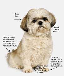Shih Tzu Grooming Instructions Video Four Dvds Shih Tzu Grooming Dog Grooming Styles Puppy Grooming