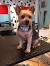 Yorkie Haircuts For Females