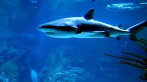 Eine kombination aus historischen gebäuden und moderner tierhaltung verleiht dem zoo berlin seinen ganz besonderen charme. Der Weisse Hai Zoo Berlin Aquarium 2012 Youtube