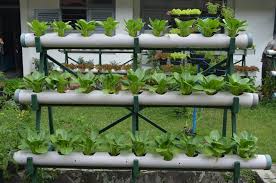 Coba menanam dengan cara hidroponik. Cara Menanam Sayur Organik Di Rumah Dafsweety