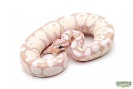 Black Axanthic Ball Python For Sale Banana Axanthic Vpi Ball Python Ball Python Pretty Snakes Ball Python Morphs