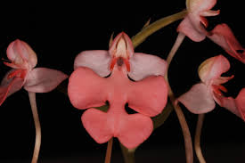 Image result for Habenaria dregeana