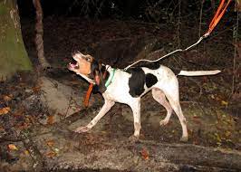 According to the american bluetick coonhound association, bluetick coonhounds came about when gen. Fqqoisoou5regm