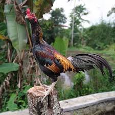 Ayam dibesarkan secara luas untuk diambil daging dan telurnya. Kelebihan Kekurangan Dari Ayam Laga Mangon Super