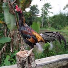 Selain gambar, kita juga memberikan. Kelebihan Kekurangan Dari Ayam Laga Mangon Super