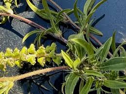 Image result for Acalypha psilostachya