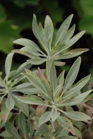 Image result for Lippia somalensis