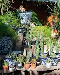 Image result for Allophylus tanzaniensis