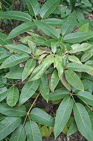 Image result for Heptapleurum