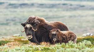 Its ample space is ideal for fitting all the necessary stuff for a single lady! Moskus Pa Dovre Bilder Til Salgs Svendsensfoto No