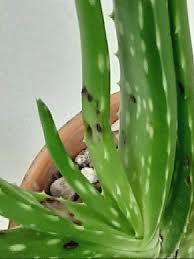 The black spots on your aloe vera usually referred to as leaf spot, are caused by a pathogen known as the alternaria alternata. Aloe Pests And Diseases Henry Shaw Cactus And Succulent Society