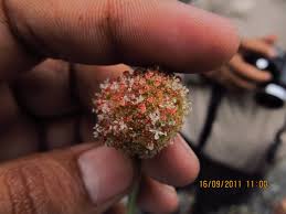 Image result for Lecanthus