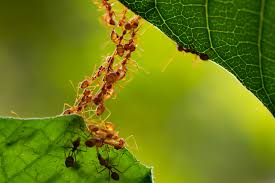 Have ants infested your house or backyard? Homemade Pesticides To Get Rid Of Ants