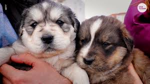Two rescue dogs were married in westchester county just in time for valentine's day. Pandemic Pups Are Being Returned Months After Their Adoption