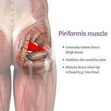Could This Be Causing The Pain In Your Bum Sheffield Physiotherapy
