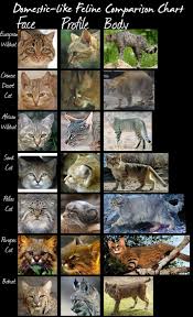 Small Wild Cats Cat Species Wild Cats