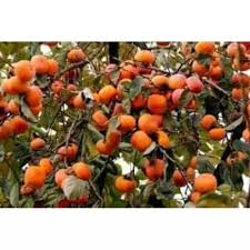 Pohon tomat memerlukan penyangga, karena buahnya cukup berat. Bibit Kesemek Cangkok Benih Pohon Tanaman Buah Di Dalam Pot Tabulampot Lazada Indonesia