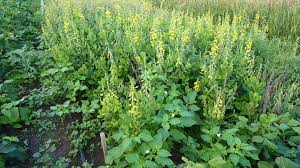 Image result for Crotalaria spectabilis