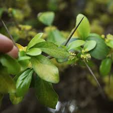 Image result for Dovyalis afra